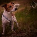 Jack Russel Foxterrier