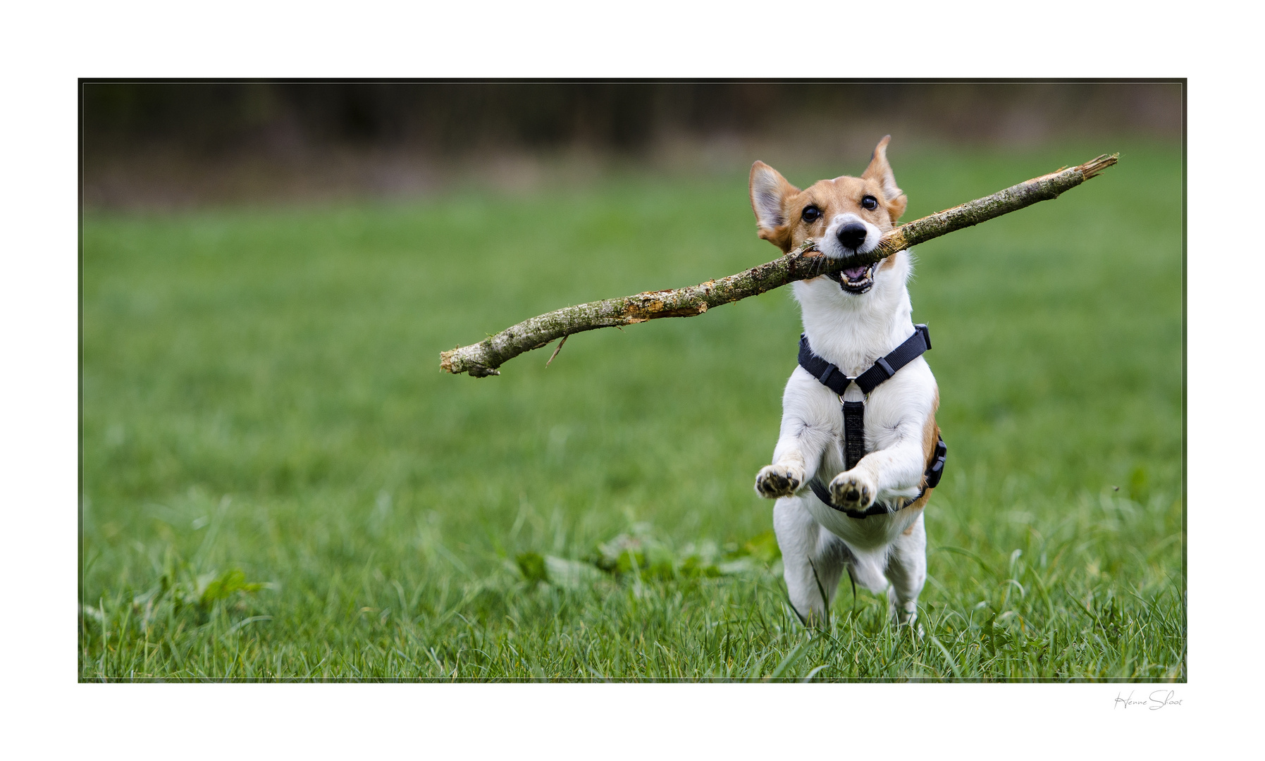 Jack Russel Foxterrier Mix