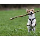 Jack Russel Foxterrier Mix