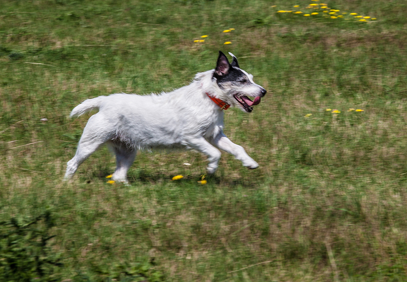 Jack-Russel Hündin Maggie 