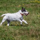 Jack-Russel Hündin Maggie 