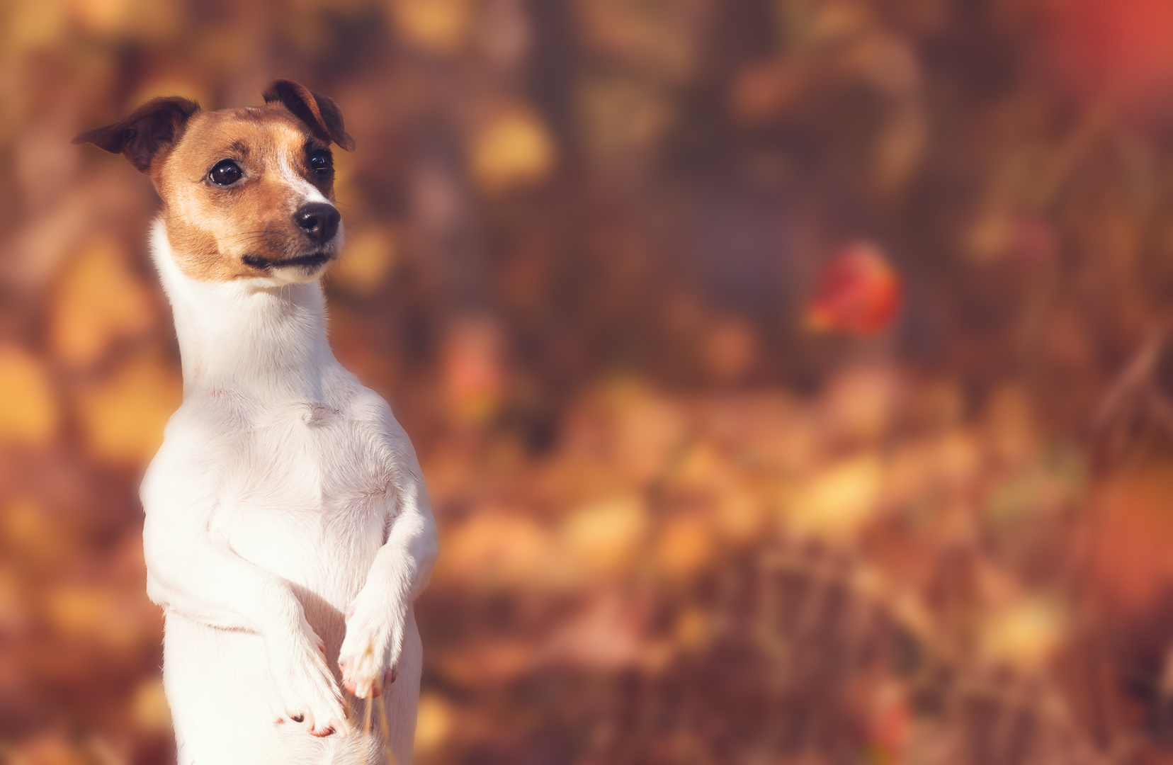 Jack Russel im Herbst