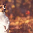 Jack Russel im Herbst