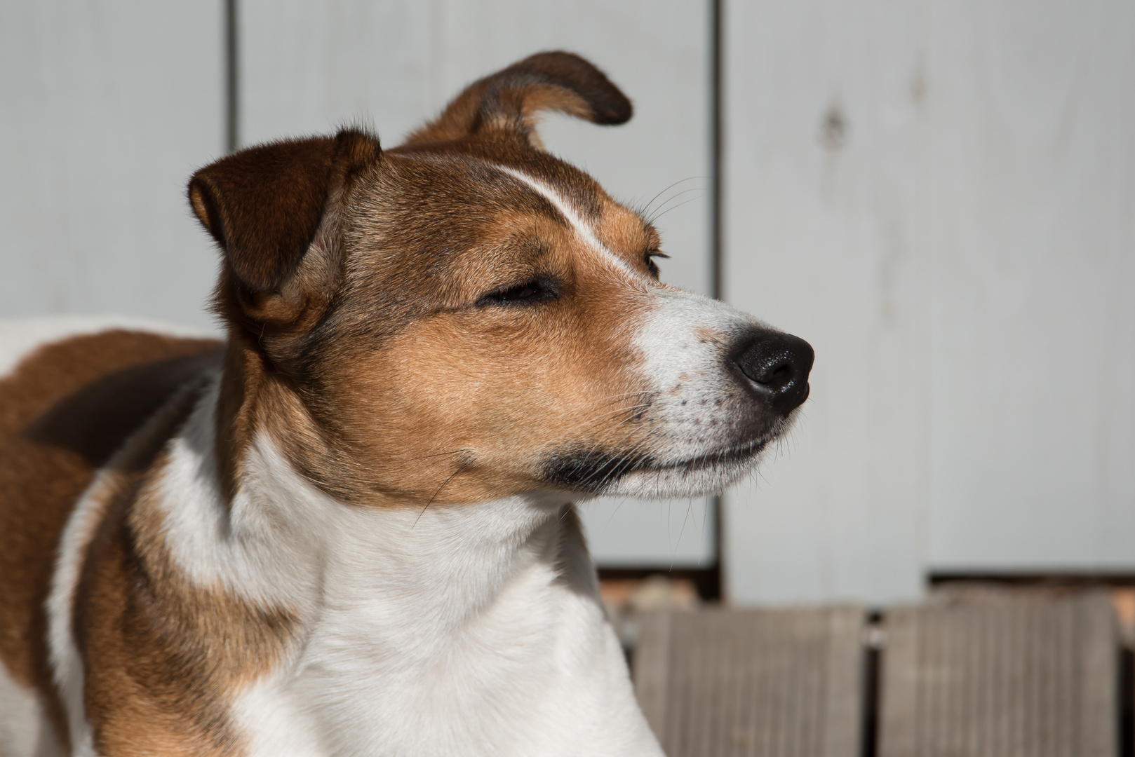 Jack Russel im Profil