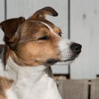 Jack Russel im Profil