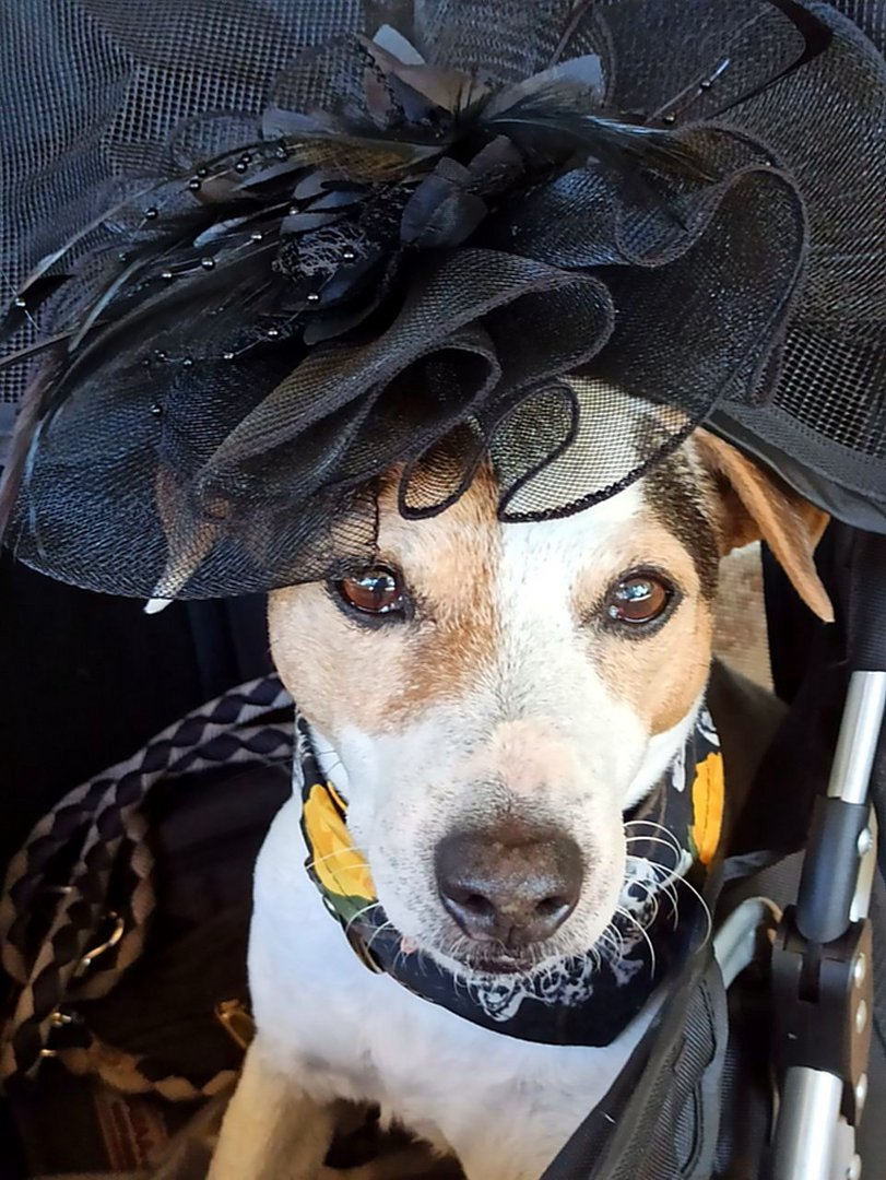 Jack Russel im Steam Punk Modus.