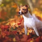 Jack Russel im Wald.. Herbst 