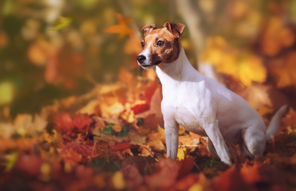 Jack Russel im Wald.. Herbst 