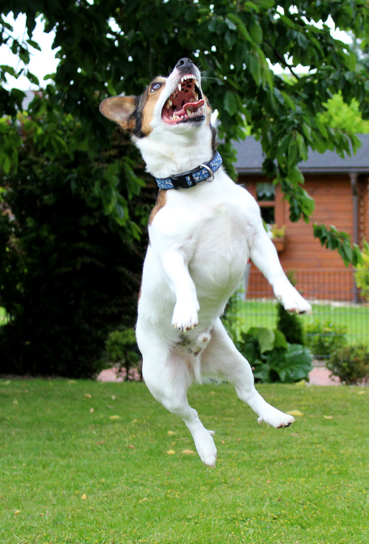 Jack Russel in Action