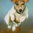 Jack Russel in action