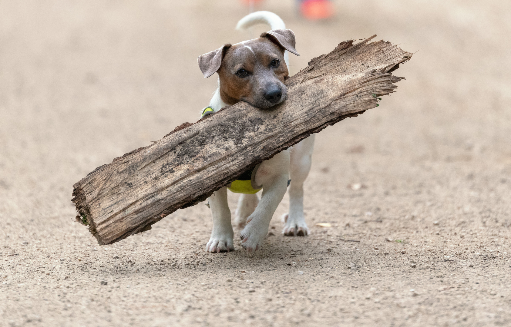 Jack Russel „Jack“ 