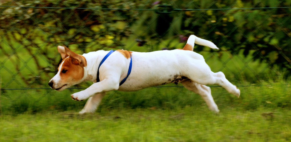 Jack Russel Jimmy in Action....