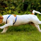 Jack Russel Jimmy in Action....