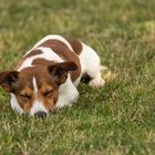 Jack Russel liegt dösend im Rasen