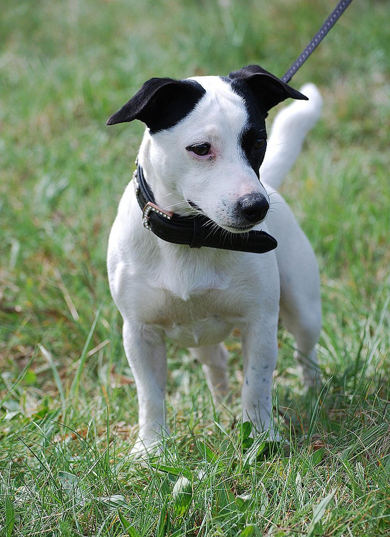 Jack Russel Lucky