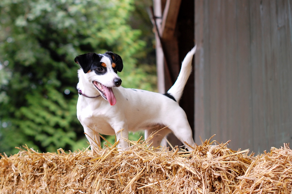 Jack Russel Lucy