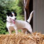 Jack Russel Lucy