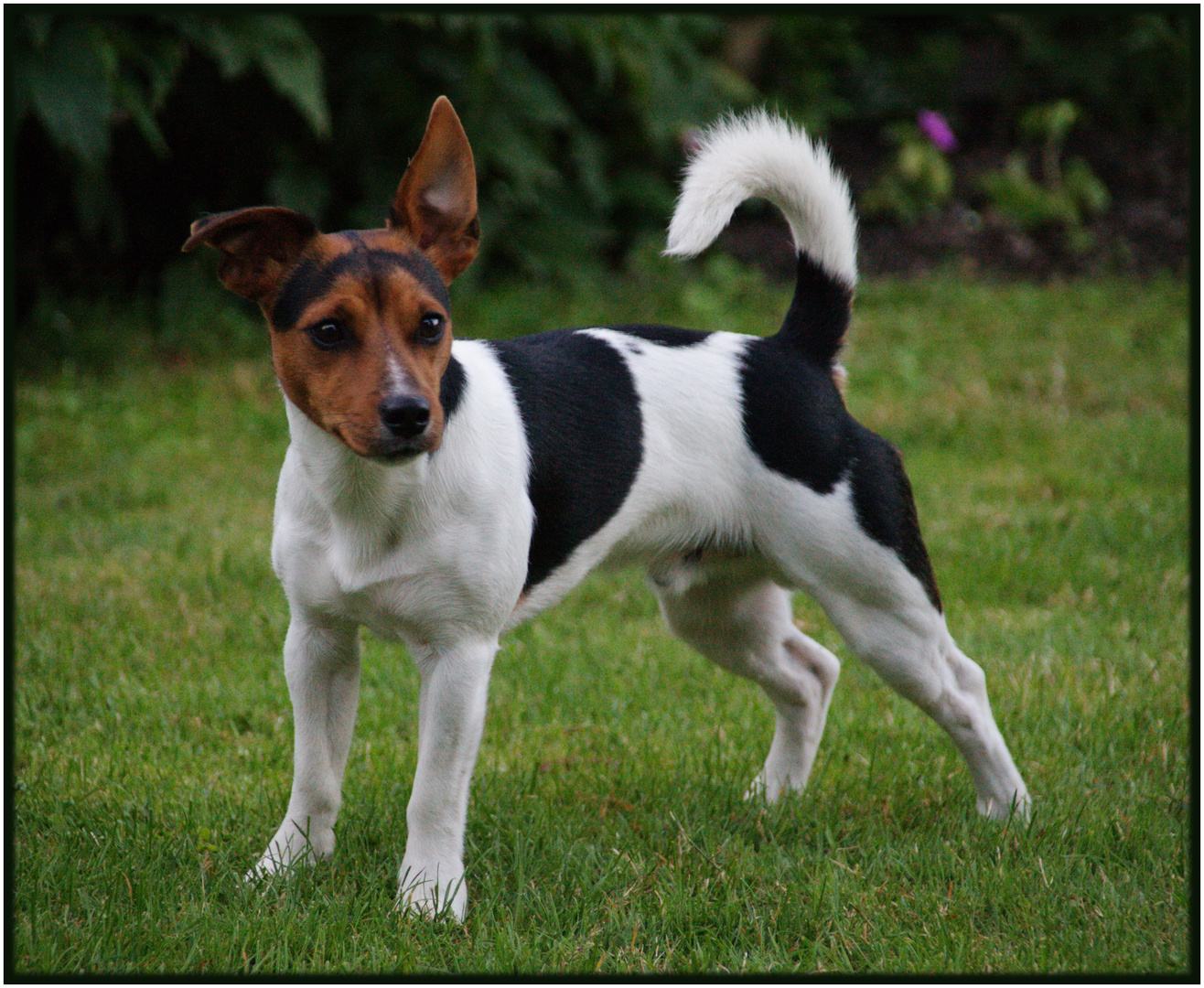 Jack-Russel Meilo...