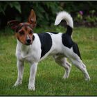 Jack-Russel Meilo...