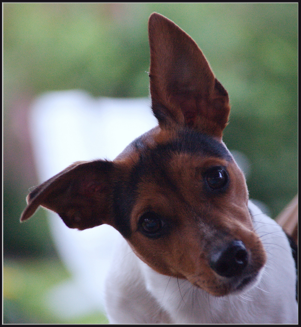 Jack-Russel Meilo..