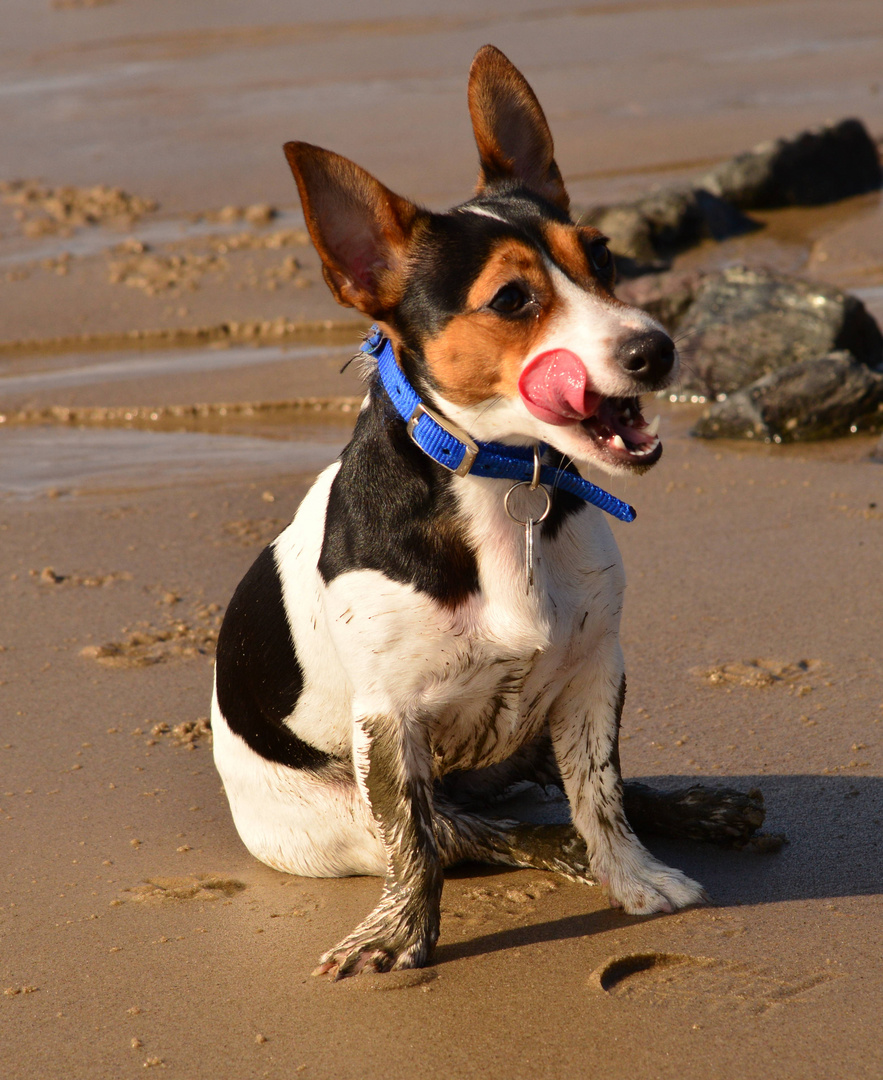 Jack Russel mit dem namen Engel