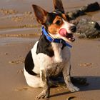 Jack Russel mit dem namen Engel