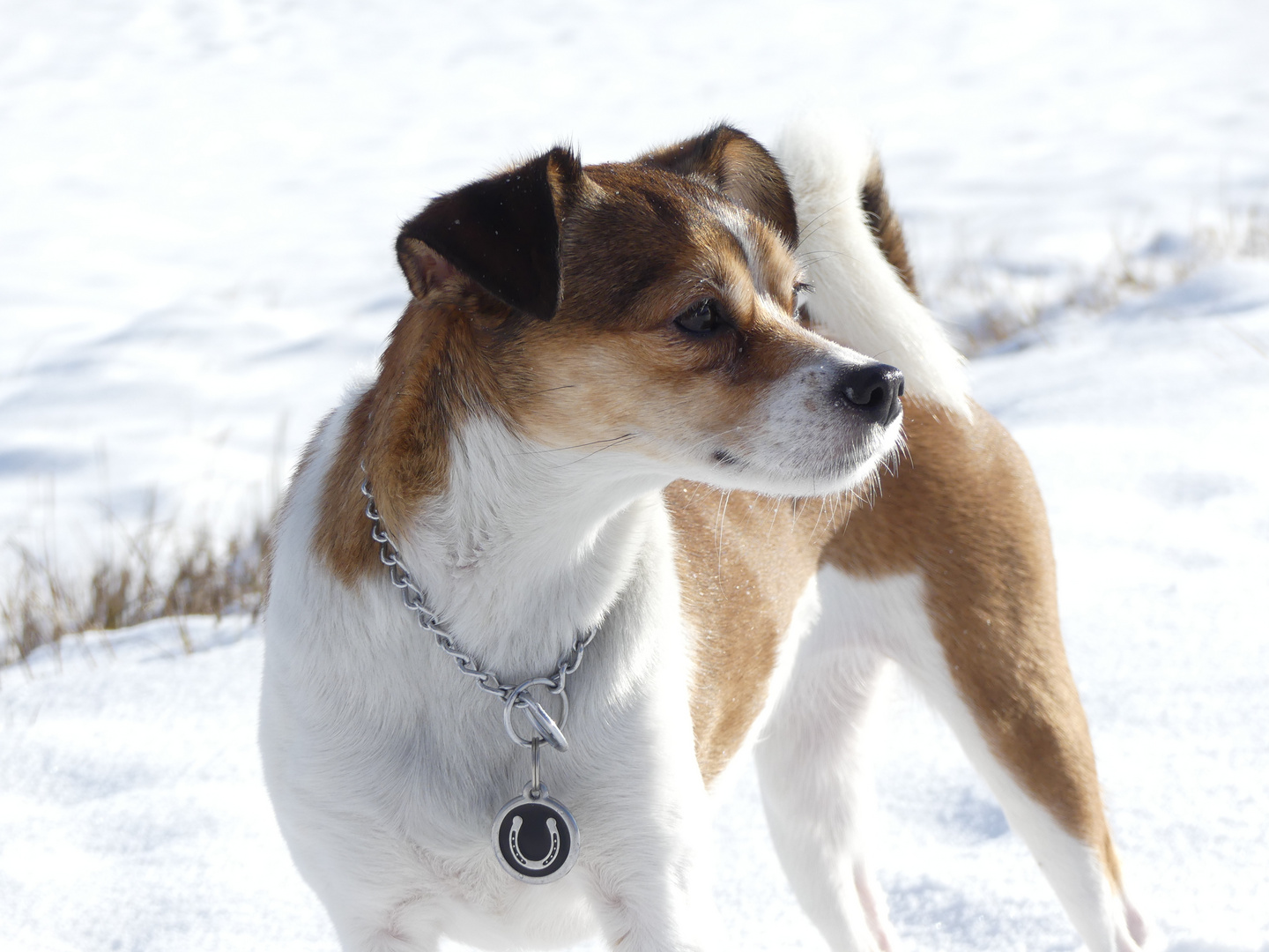 Jack Russel Mix Ella