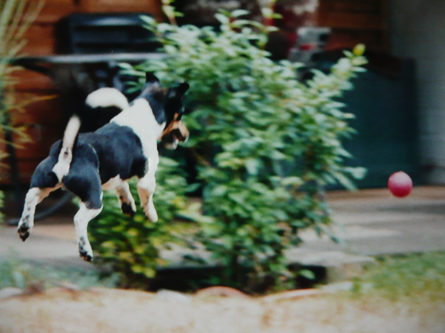 Jack Russel  "Nur Fliegen ist schöner"