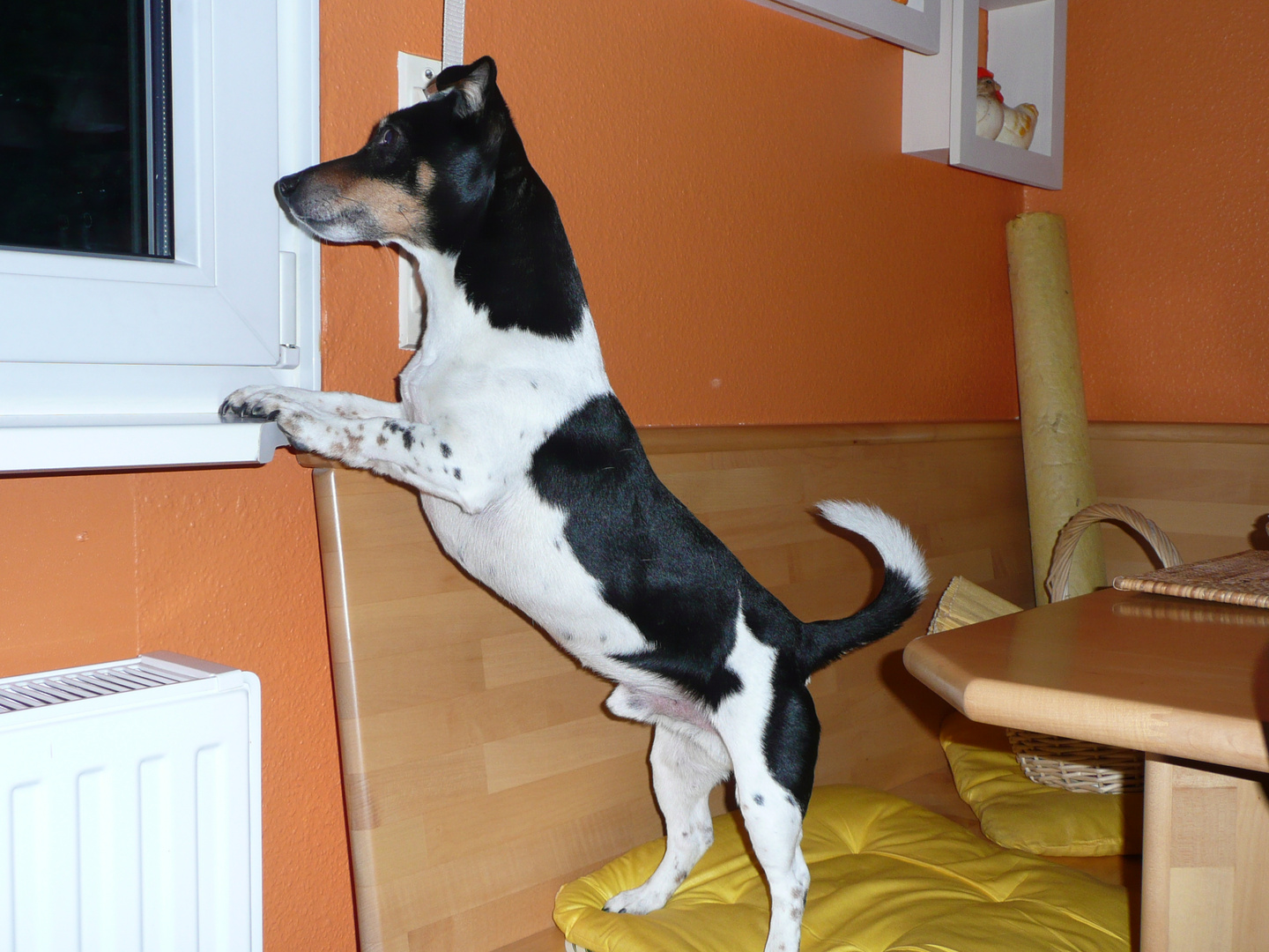 Jack Russel "Pimpf"