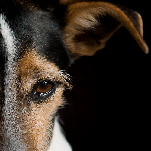 Jack Russel Portait