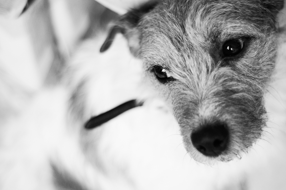 Jack Russel Portrait 2