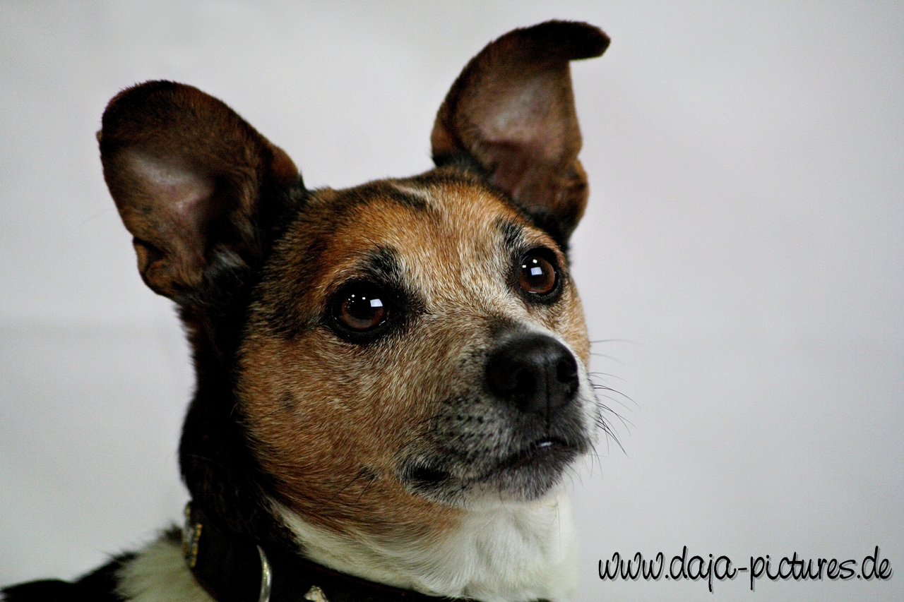 Jack-Russel Portrait