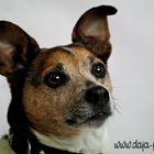 Jack-Russel Portrait