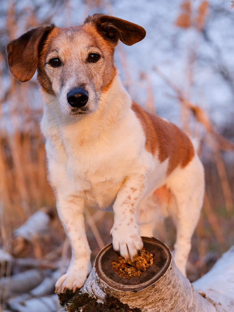 Jack Russel Portrait 