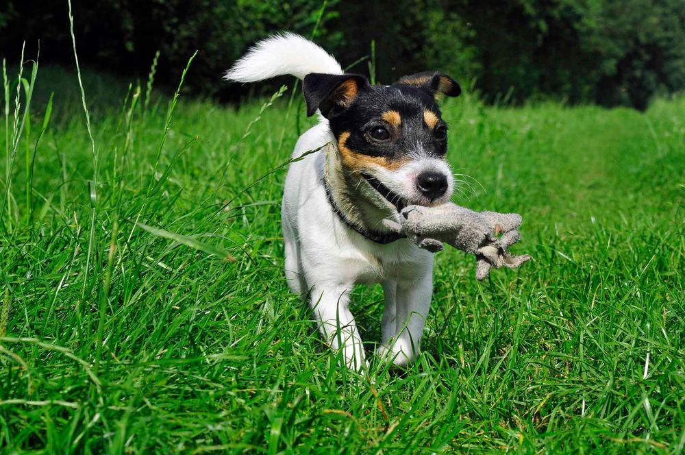 Jack Russel Sam