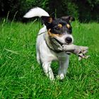 Jack Russel Sam