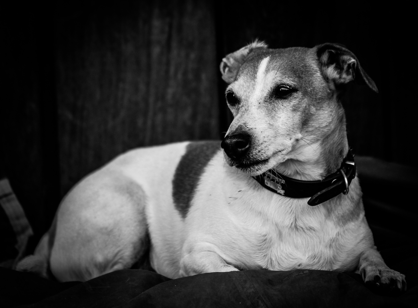 Jack Russel Schwarzweiss