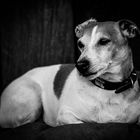 Jack Russel Schwarzweiss