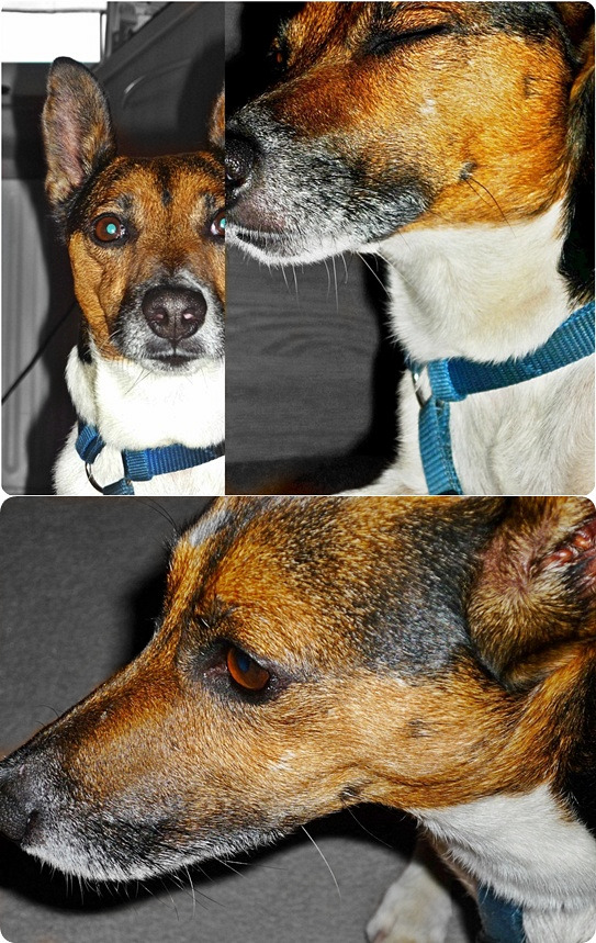 Jack Russel Terrier