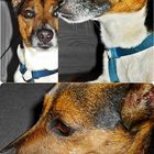 Jack Russel Terrier