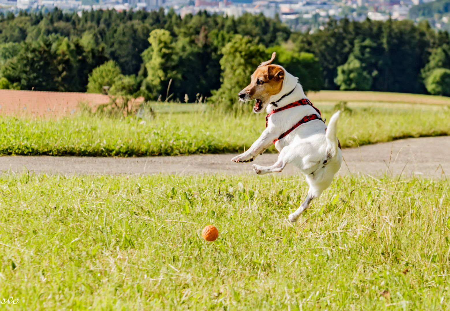 Jack Russel Terrier