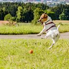 Jack Russel Terrier