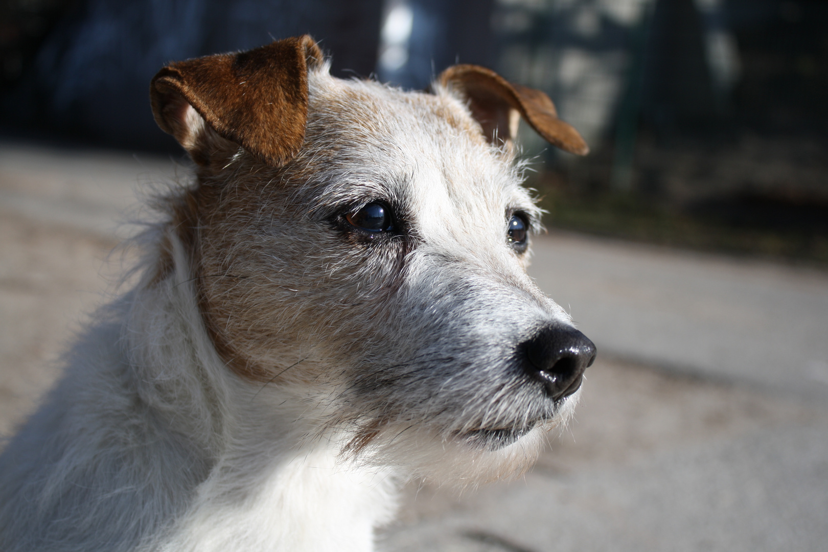 Jack Russel Terrier