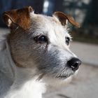 Jack Russel Terrier