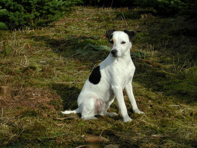 Jack-Russel Terrier