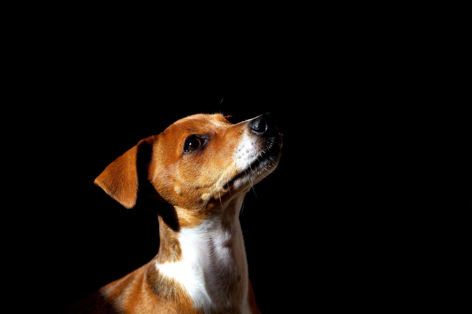 Jack Russel Terrier