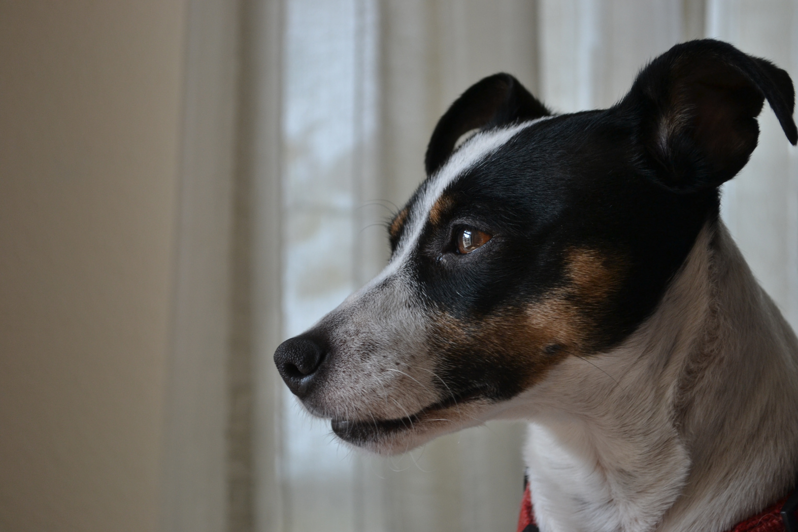 Jack-Russel-Terrier