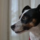 Jack-Russel-Terrier