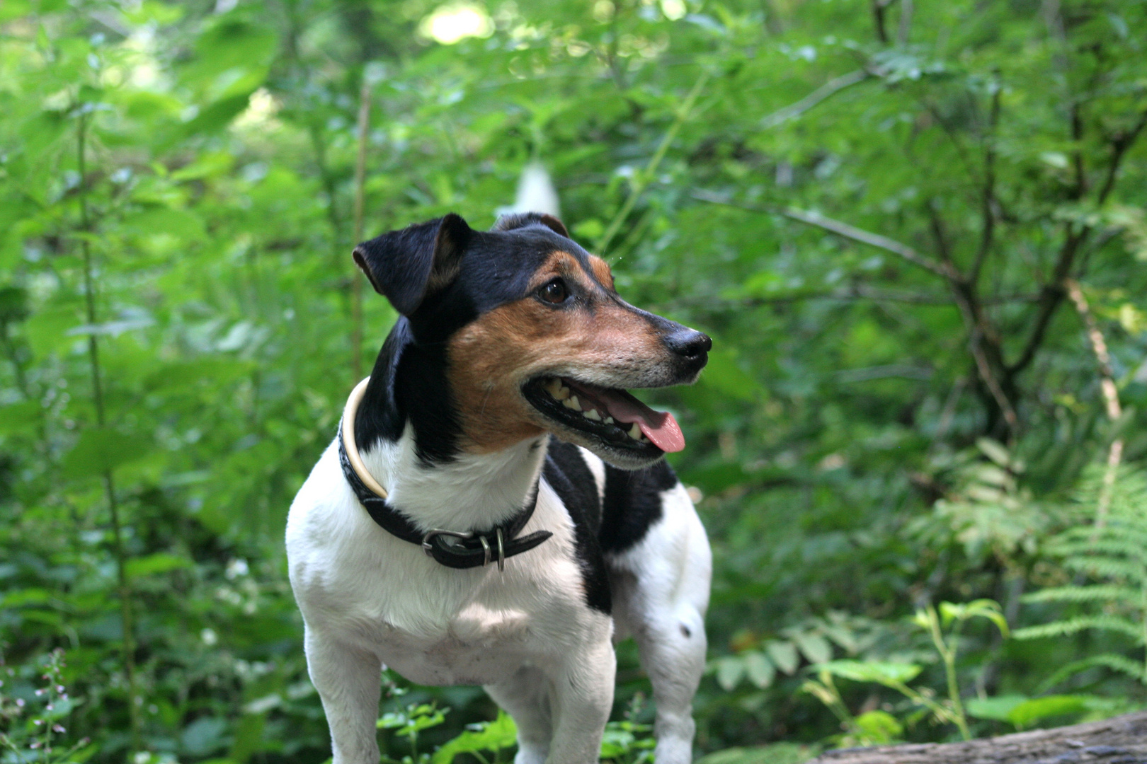 Jack Russel Terrier