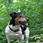 Jack Russel Terrier